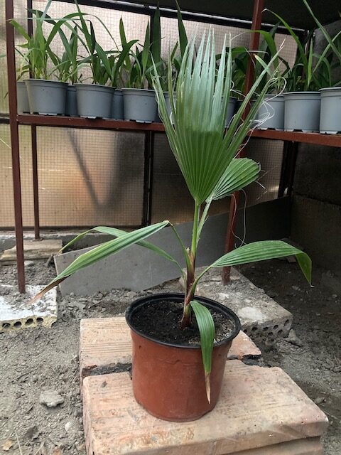 Washingtonia Robusta pálma